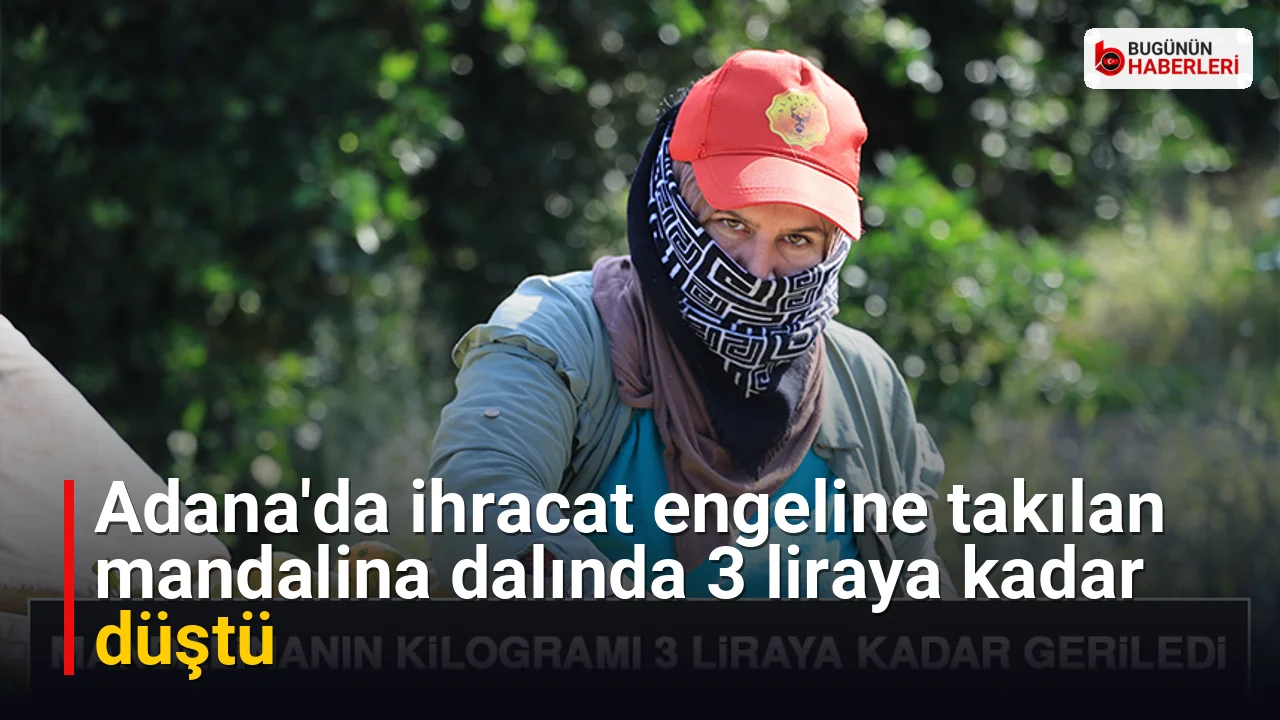 Adana’da ihracat engeline takılan mandalina dalında 3 liraya kadar düştü