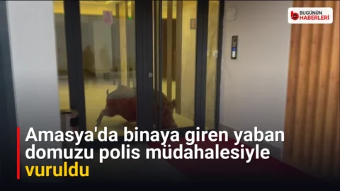 Amasya’da binaya giren yaban domuzu polis müdahalesiyle vuruldu