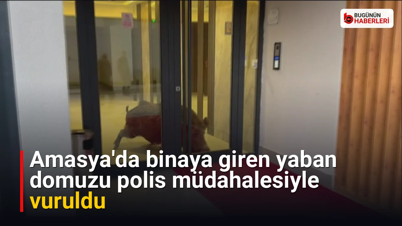 Amasya’da binaya giren yaban domuzu polis müdahalesiyle vuruldu