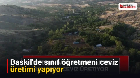 Baskil’de sınıf öğretmeni ceviz üretimi yapıyor