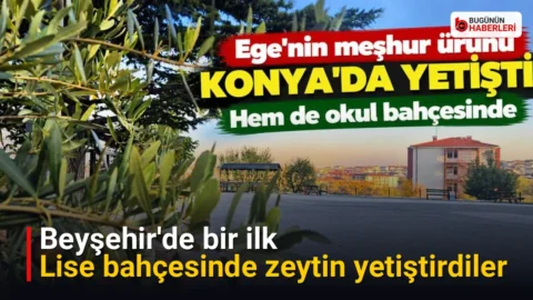Beyşehir’de bir ilk: Lise bahçesinde zeytin yetiştirdiler