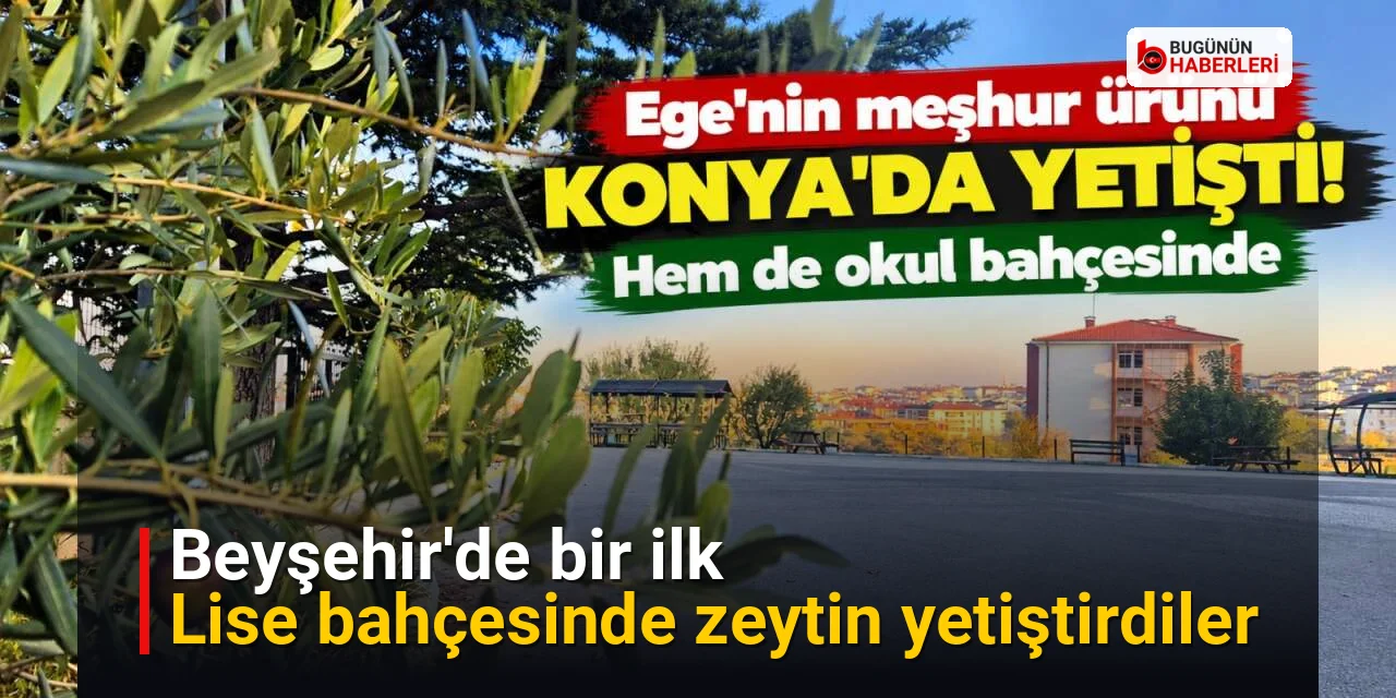Beyşehir’de bir ilk: Lise bahçesinde zeytin yetiştirdiler