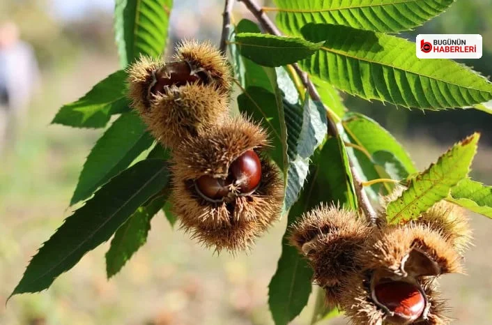 Bursa’da kestane rekoltesi arttı: Gal arısına karşı başarı sağlandı