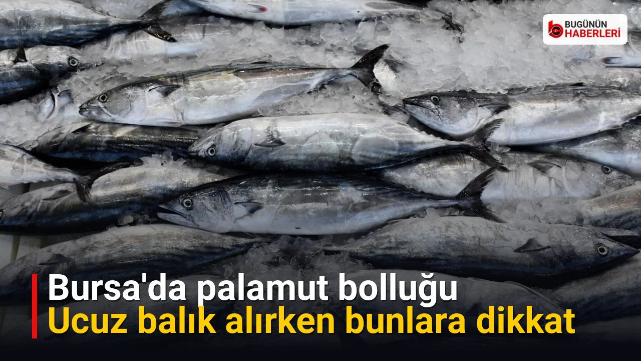 Bursa’da palamut bolluğu: Ucuz balık alırken bunlara dikkat
