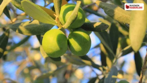 Ekonomi: Gemlik’te 1 kilogram yağlık zeytinin maliyeti 58,14 TL oldu