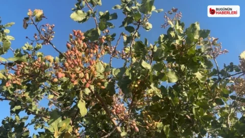Antep fıstığında don ve rekolte beklentisi açıklandı