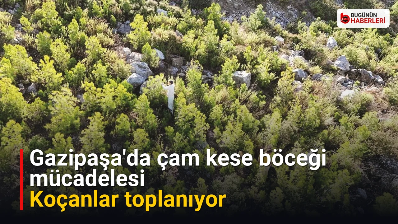 Gazipaşa’da çam kese böceği mücadelesi: Koçanlar toplanıyor
