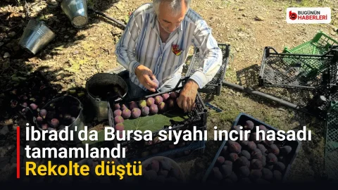 İbradı’da Bursa siyahı incir hasadı tamamlandı: Rekolte düştü