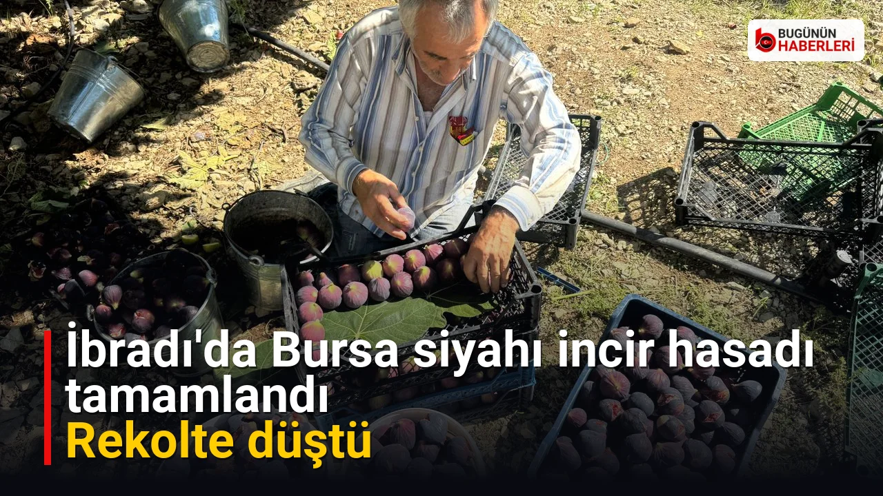 İbradı’da Bursa siyahı incir hasadı tamamlandı: Rekolte düştü