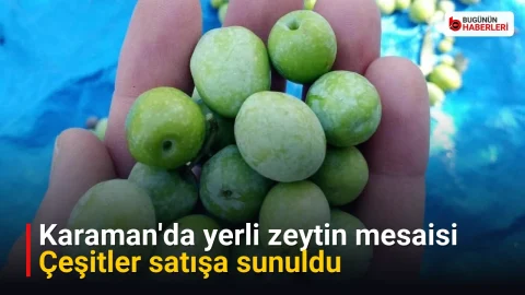 Karaman’da yerli zeytin mesaisi: Çeşitler satışa sunuldu