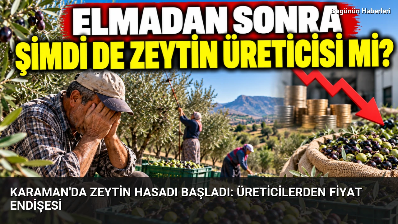 Karaman’da zeytin hasadı başladı: Üreticilerden fiyat endişesi