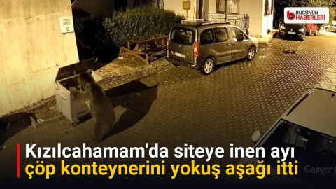 Kızılcahamam’da siteye inen ayı çöp konteynerini yokuş aşağı itti