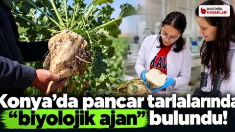 Konya’da tarımda verimliliği artıracak keşif: Gübre ve su tüketimi düşecek