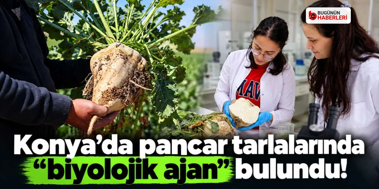 Konya’da tarımda verimliliği artıracak keşif: Gübre ve su tüketimi düşecek