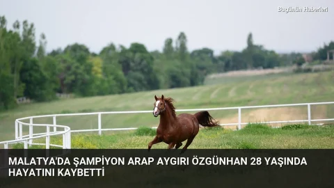 Malatya’da şampiyon Arap aygırı Özgünhan 28 yaşında hayatını kaybetti