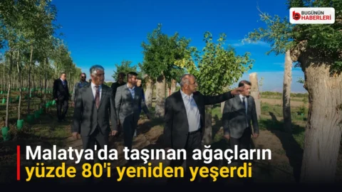 Malatya’da taşınan ağaçların yüzde 80’i yeniden yeşerdi