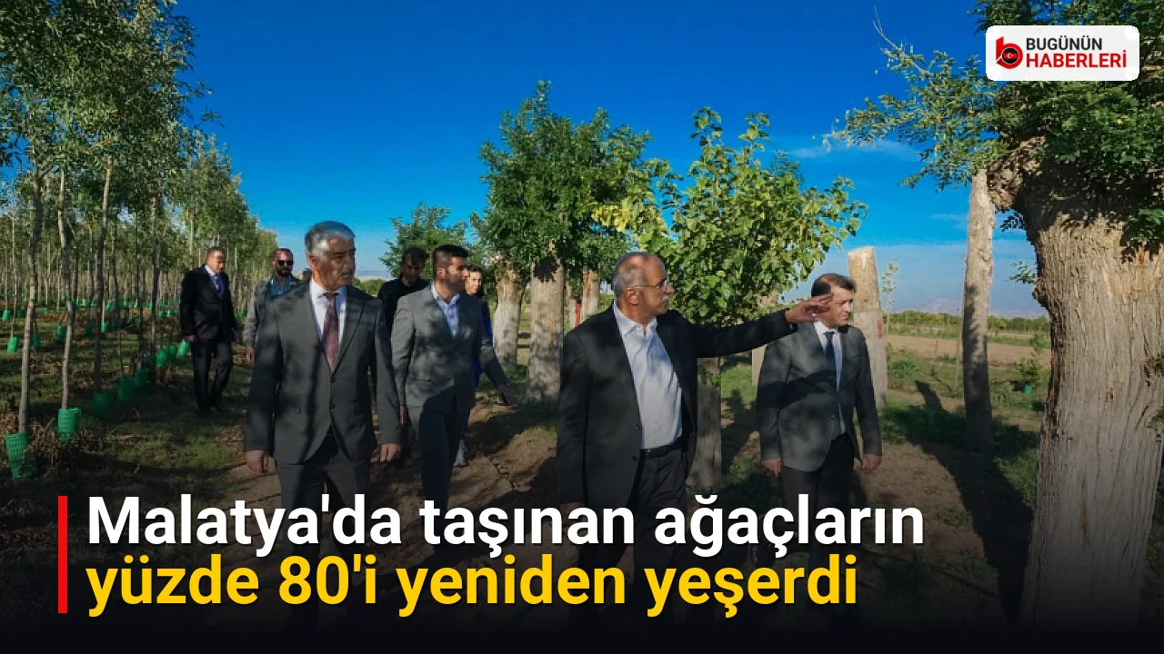 Malatya’da taşınan ağaçların yüzde 80’i yeniden yeşerdi