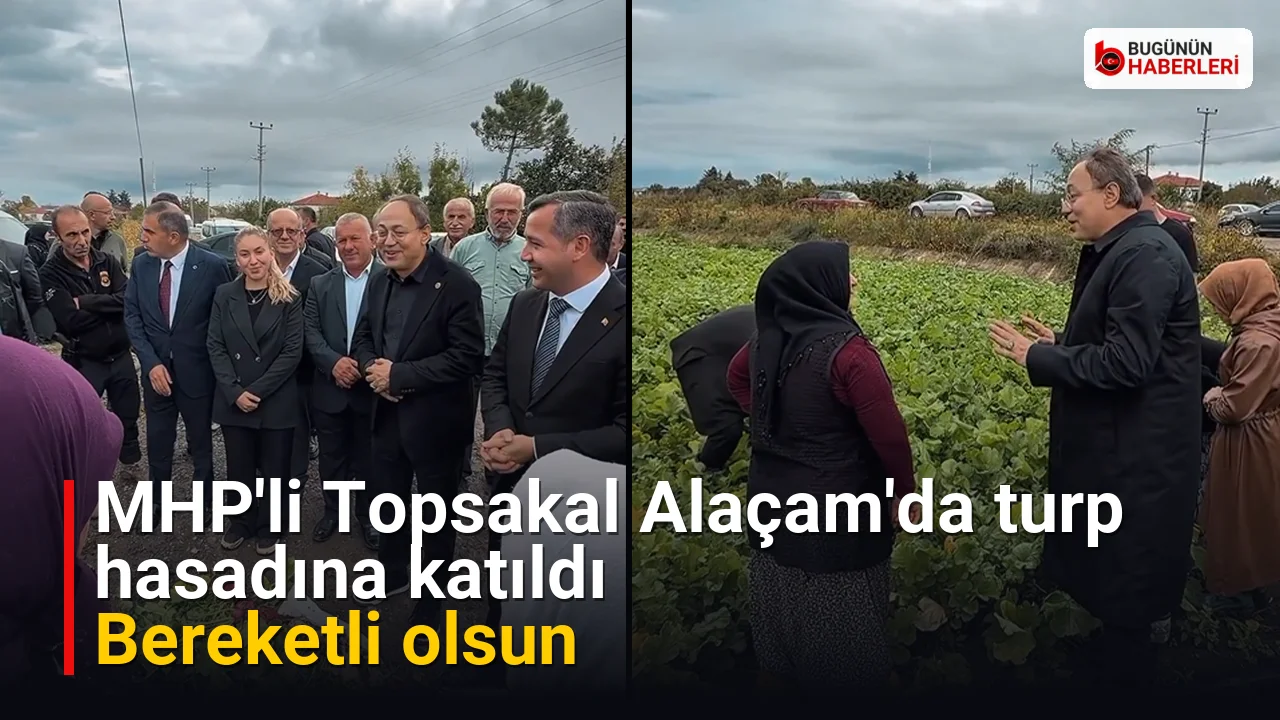 MHP’li Topsakal Alaçam’da turp hasadına katıldı: Bereketli olsun