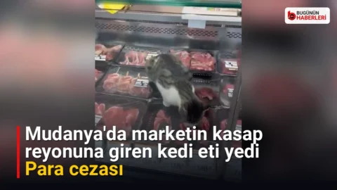 Mudanya’da marketin kasap reyonuna giren kedi eti yedi: Para cezası