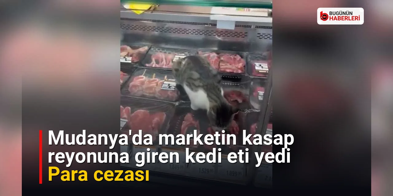 Mudanya’da marketin kasap reyonuna giren kedi eti yedi: Para cezası