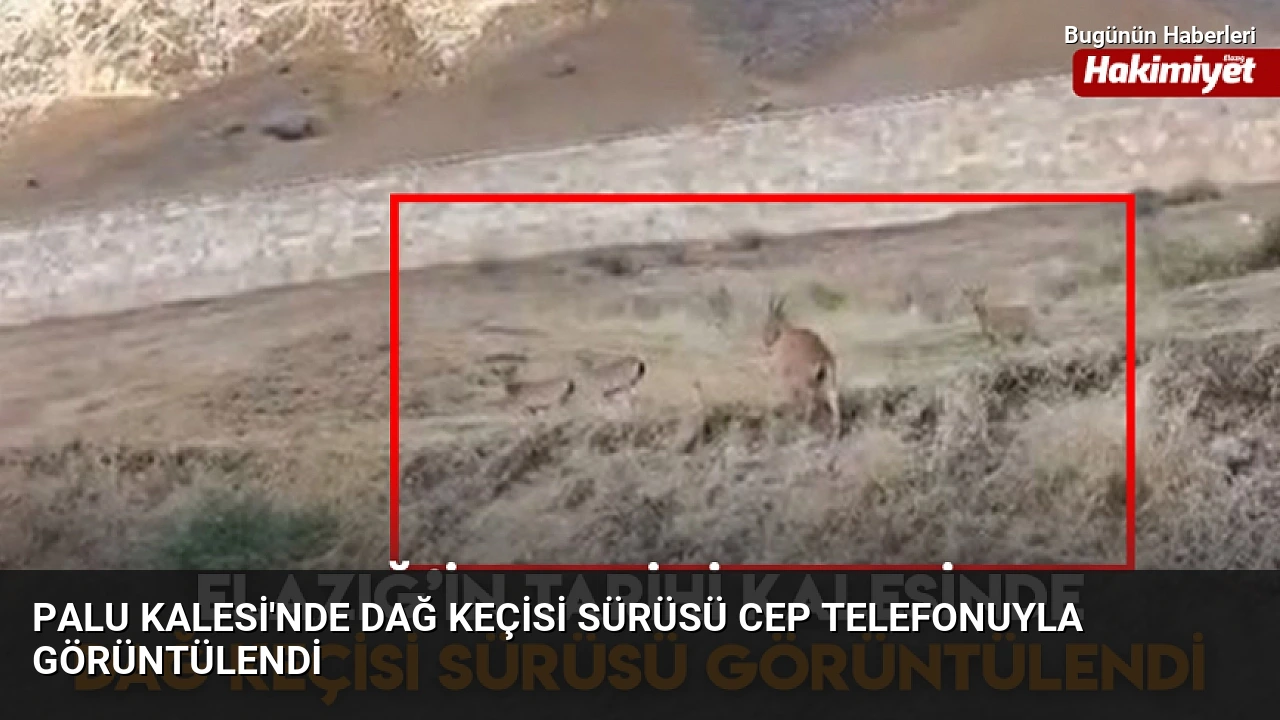 Palu Kalesi’nde dağ keçisi sürüsü cep telefonuyla görüntülendi