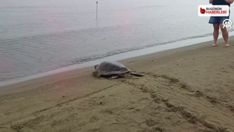 Pamucak Segaş Plajı’nda doğaya dönüş: 4 caretta caretta denize bırakıldı