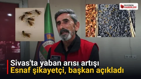 Sivas’ta yaban arısı artışı: Esnaf şikayetçi, başkan açıkladı