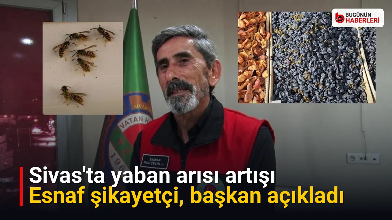 Sivas’ta yaban arısı artışı: Esnaf şikayetçi, başkan açıkladı