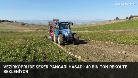 Vezirköprü’de şeker pancarı hasadı: 40 bin ton rekolte bekleniyor